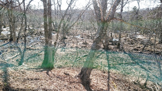 f:id:wanpaku-yaseiji:20200324022921j:image f:id:wanpaku-yaseiji:20200324022921j:image