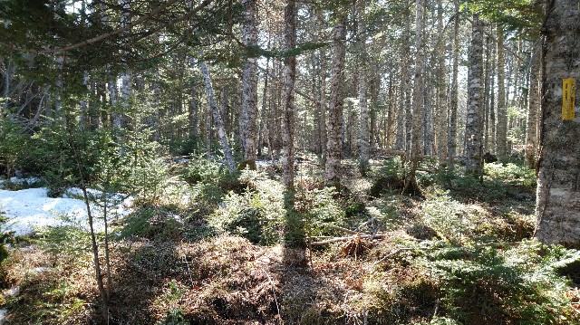 f:id:wanpaku-yaseiji:20200324024245j:image f:id:wanpaku-yaseiji:20200324024245j:image