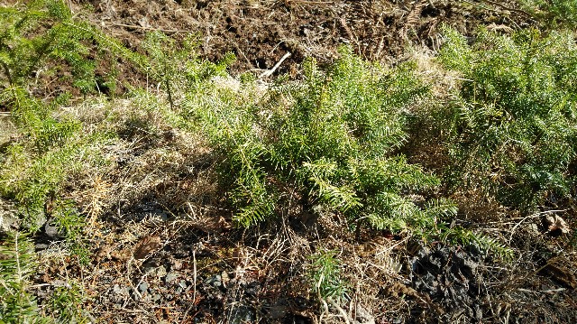 f:id:wanpaku-yaseiji:20200324024357j:image f:id:wanpaku-yaseiji:20200324024357j:image