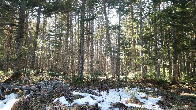 f:id:wanpaku-yaseiji:20200324025626j:image f:id:wanpaku-yaseiji:20200324025626j:image