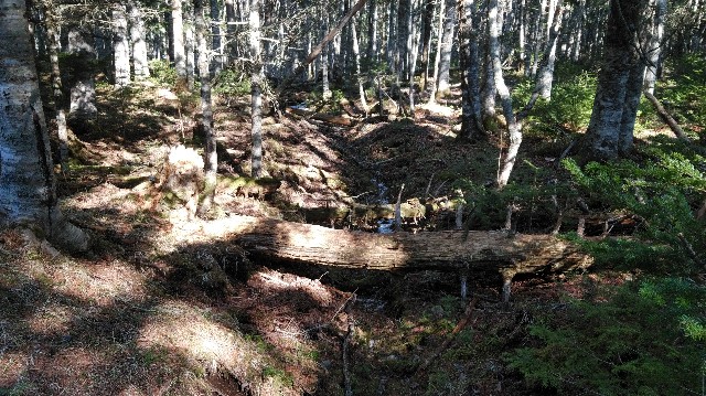 f:id:wanpaku-yaseiji:20200324030513j:image f:id:wanpaku-yaseiji:20200324030513j:image