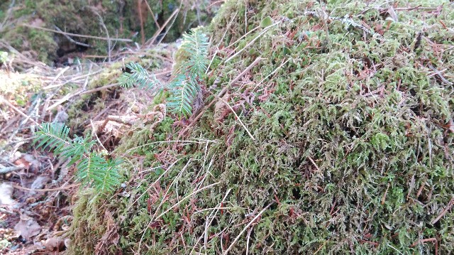 f:id:wanpaku-yaseiji:20200324030544j:image f:id:wanpaku-yaseiji:20200324030544j:image