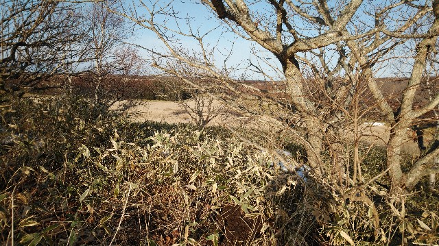 f:id:wanpaku-yaseiji:20200324032332j:image f:id:wanpaku-yaseiji:20200324032332j:image