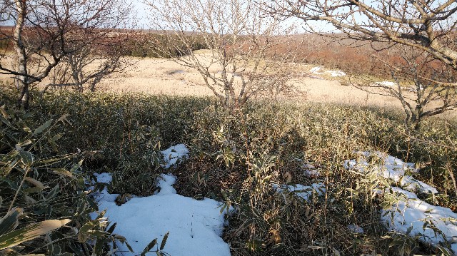 f:id:wanpaku-yaseiji:20200324032630j:image f:id:wanpaku-yaseiji:20200324032630j:image