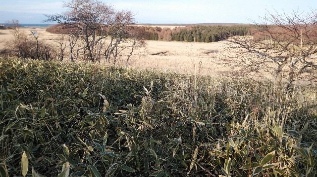 f:id:wanpaku-yaseiji:20200324032802j:image f:id:wanpaku-yaseiji:20200324032802j:image