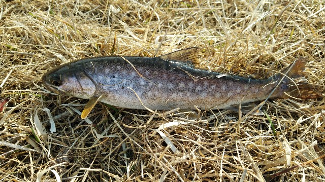 f:id:wanpaku-yaseiji:20200324122055j:image