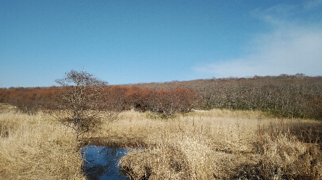 f:id:wanpaku-yaseiji:20200324123338j:image