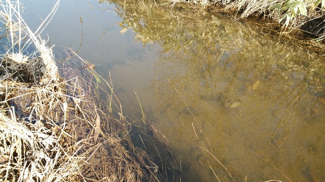 f:id:wanpaku-yaseiji:20200324123411j:image