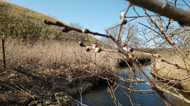 f:id:wanpaku-yaseiji:20200324123455j:image