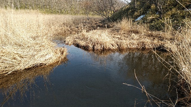 f:id:wanpaku-yaseiji:20200324123724j:image