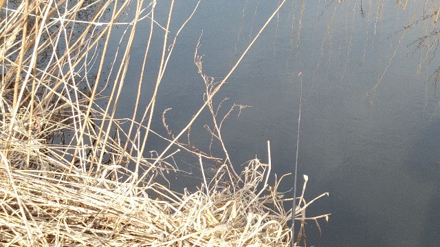 f:id:wanpaku-yaseiji:20200324123752j:image