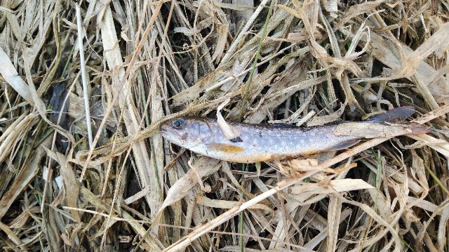 f:id:wanpaku-yaseiji:20200324124042j:image