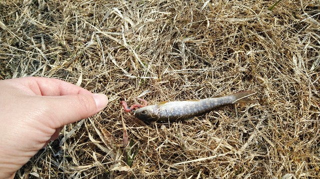 f:id:wanpaku-yaseiji:20200324124233j:image