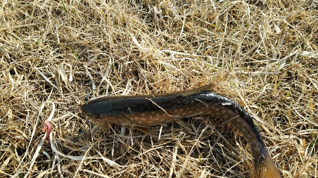 f:id:wanpaku-yaseiji:20200325012249j:image