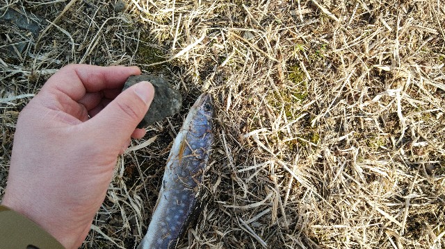 f:id:wanpaku-yaseiji:20200325012443j:image