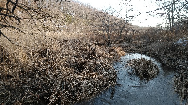 f:id:wanpaku-yaseiji:20200325123205j:image