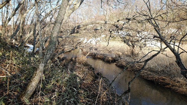 f:id:wanpaku-yaseiji:20200325123242j:image