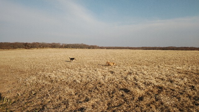 f:id:wanpaku-yaseiji:20200325124014j:image