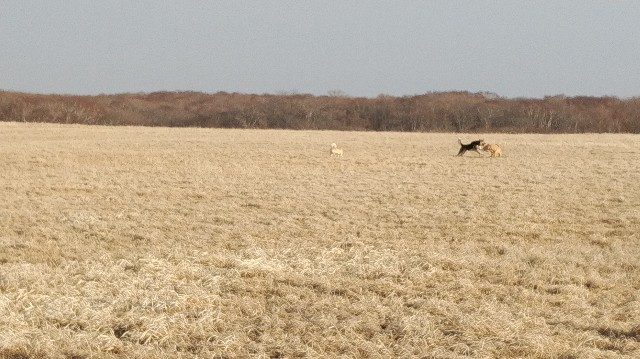 f:id:wanpaku-yaseiji:20200325124028j:image