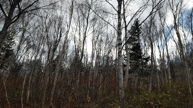 f:id:wanpaku-yaseiji:20200414020420j:image