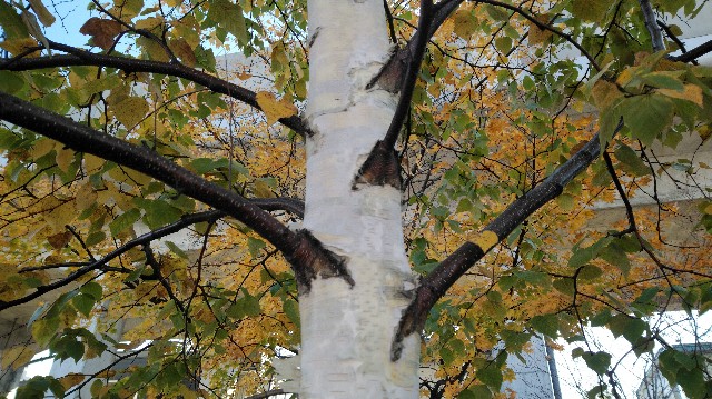 f:id:wanpaku-yaseiji:20200414020715j:image