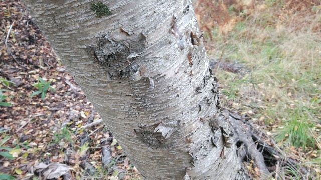 f:id:wanpaku-yaseiji:20200414021229j:image