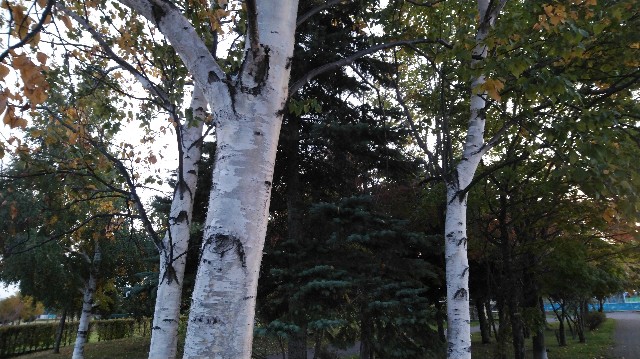 f:id:wanpaku-yaseiji:20200414021738j:image