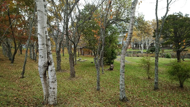 f:id:wanpaku-yaseiji:20200414023740j:image