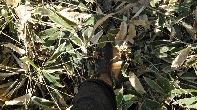 f:id:wanpaku-yaseiji:20200414124129j:image