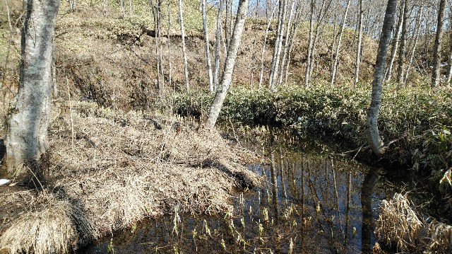 f:id:wanpaku-yaseiji:20200414124426j:image