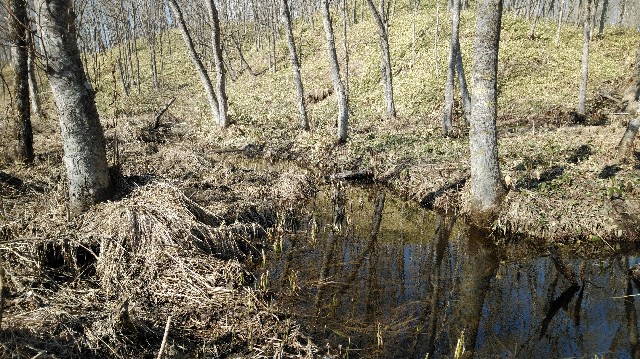 f:id:wanpaku-yaseiji:20200414124444j:image