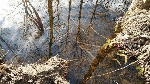 f:id:wanpaku-yaseiji:20200414175846j:image