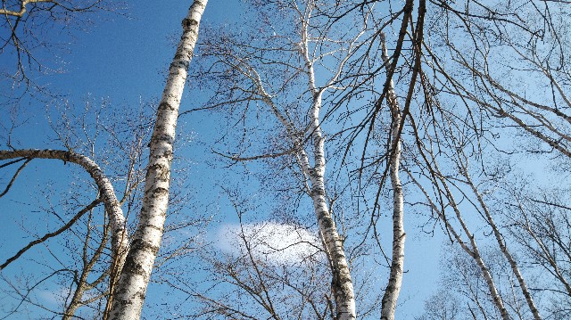 f:id:wanpaku-yaseiji:20200414221838j:image