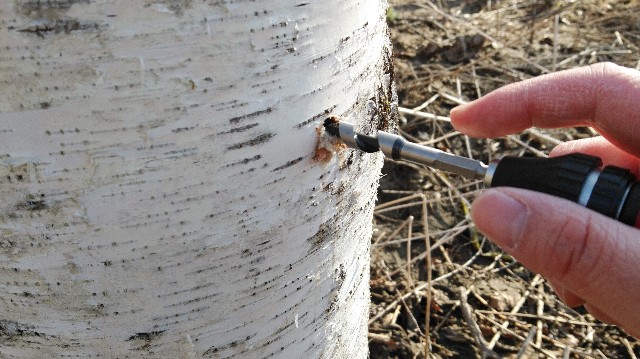 f:id:wanpaku-yaseiji:20200415004857j:image