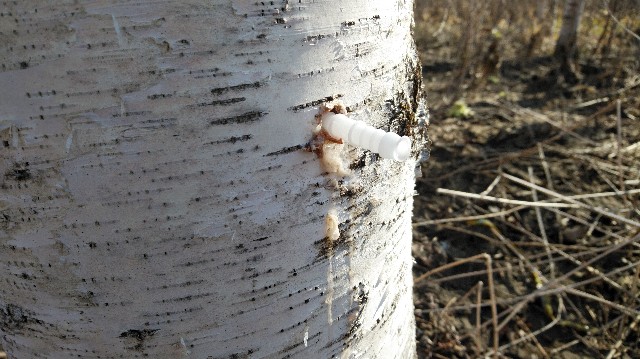 f:id:wanpaku-yaseiji:20200415005826j:image