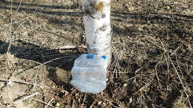 f:id:wanpaku-yaseiji:20200415010027j:image