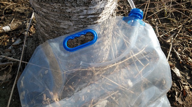 f:id:wanpaku-yaseiji:20200415011144j:image