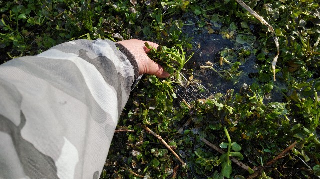 f:id:wanpaku-yaseiji:20200423123632j:image f:id:wanpaku-yaseiji:20200423123632j:image