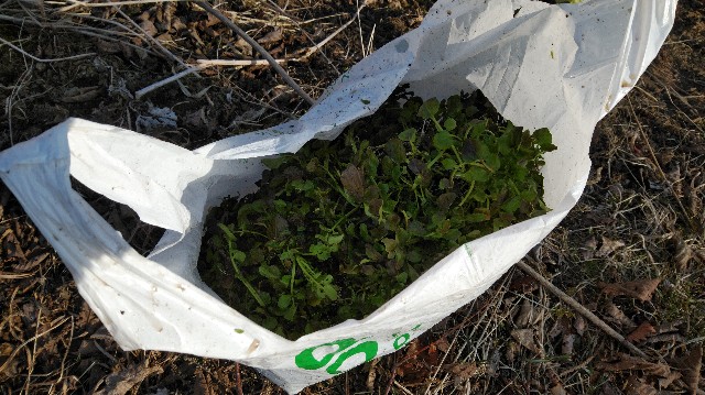 f:id:wanpaku-yaseiji:20200423124208j:image f:id:wanpaku-yaseiji:20200423124208j:image