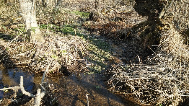 f:id:wanpaku-yaseiji:20200424122521j:image f:id:wanpaku-yaseiji:20200424122521j:image