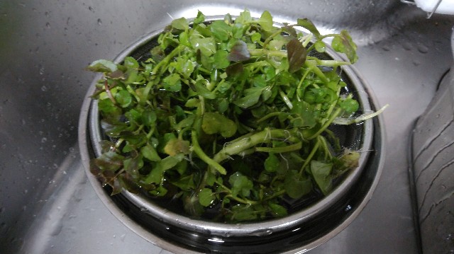 f:id:wanpaku-yaseiji:20200426233501j:image f:id:wanpaku-yaseiji:20200426233501j:image