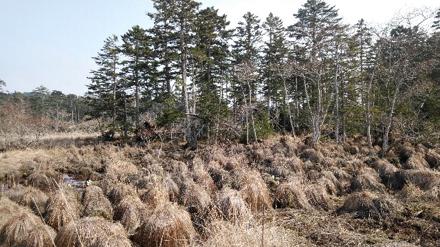 f:id:wanpaku-yaseiji:20200522123946j:image f:id:wanpaku-yaseiji:20200522123946j:image
