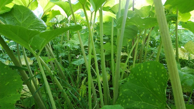 f:id:wanpaku-yaseiji:20200619121908j:image f:id:wanpaku-yaseiji:20200619121908j:image