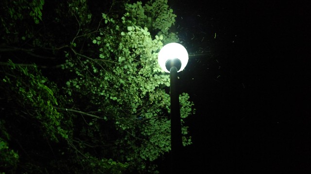 f:id:wanpaku-yaseiji:20200807200536j:image f:id:wanpaku-yaseiji:20200807200536j:image