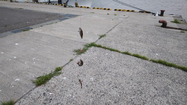 f:id:wanpaku-yaseiji:20200825123126j:image f:id:wanpaku-yaseiji:20200825123126j:image