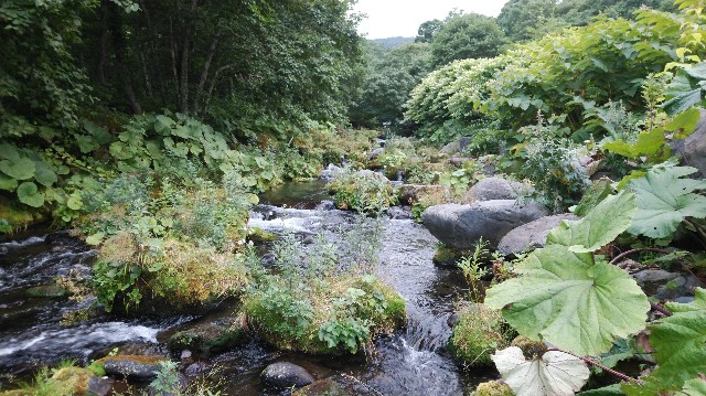 f:id:wanpaku-yaseiji:20200910020723j:image f:id:wanpaku-yaseiji:20200910020723j:image