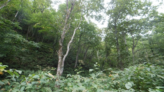 f:id:wanpaku-yaseiji:20200925201221j:image f:id:wanpaku-yaseiji:20200925201221j:image
