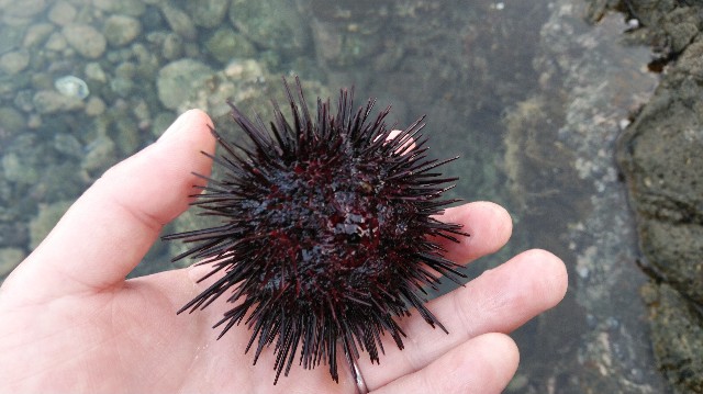f:id:wanpaku-yaseiji:20201008015006j:image f:id:wanpaku-yaseiji:20201008015006j:image