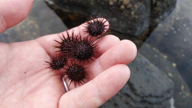 f:id:wanpaku-yaseiji:20201009183555j:image f:id:wanpaku-yaseiji:20201009183555j:image