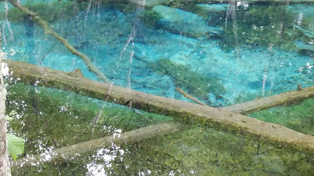 f:id:wanpaku-yaseiji:20201102225240j:image f:id:wanpaku-yaseiji:20201102225240j:image